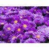 Aster Alpha Dark Purple