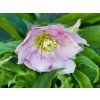 Helleborus Hallo Amber