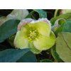 Helleborus DiamonFire (1)