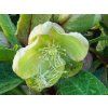 Helleborus DiamonFire (2)