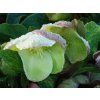 Helleborus DiamonFire (3)