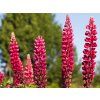 Lupinus 'My Castle' (1)