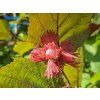Corylus avellana fuscorubra 1