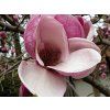 Magnolie 'Yaeko' (Balení kontejner C5)
