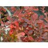 Berberis Pink Attraction (2)