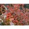 Berberis Pink Attraction (1)