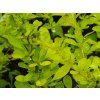 Berberis Smaragd
