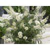 Komule Davidova 'Butterfly Tower White' (Balení kontejner C5)