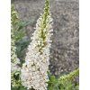 Komule Davidova 'Butterfly Tower White' (Balení kontejner C5)