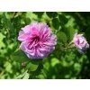 127672 rosa damascena blush damask