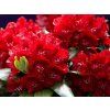 127777 Rhododendron Cherry Kiss