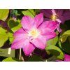 Clematis Himbeercreme (1)