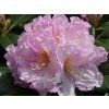 Rododendron 'Dagmar' (Balení kontejner p9)