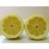 Citroník 'Zagara Bianca' (Balení kontejner C2)