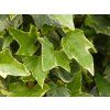Hedera White Ripple (2)