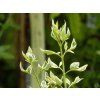 Jasminum Argenteovariegata (1)