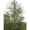 Cedrus brevifolia 1