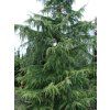 Cedr himalájský 'Albospica' (Balení kontejner C3)