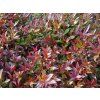 Leucotoe 'Scarletta' (Balení kontejner C2)