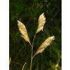 Bizoní tráva - Buchloe dactyloides (Balení kontejner p9)