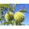 Castanea Bouche de Betizac