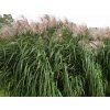 128653 ozdobnice obrovska meidl miscanthus floridulus meidl