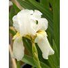 Iris White Stuf (2)
