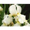 Iris White Stuf (1)