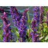 Salvia Blue Field (2)