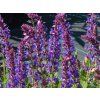 Salvia Blue Field (1)