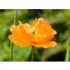 Papaver Flore Pleno (1)