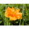 Papaver Flore Pleno (2)
