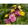 Erysium Red Jep