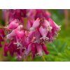 Dicentra Luxuriant (1)