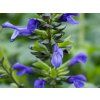 Salvia Lake Como