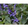 Salvia Lake Como (1)