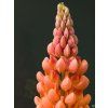 Lupinus Towering Inferno (1)
