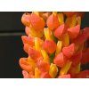Lupinus Towering Inferno (2)