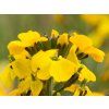 Erysium Fragrant Sunshine (1)