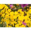 Erysium Fragrant Sunshine (2)