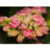Hortensie Curly Wurly (1)
