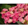 Hydrangea Curly Wurly (2)
