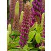 Lupinus West Country Masterpiece (2)