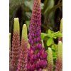 Lupinus West Country Masterpiece (3)