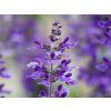 Salvia farinacea (1)