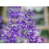 Salvia farinacea (3)