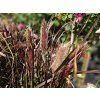 Pennisetum Tiny Tails (1)