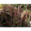 130495 2 dochan sety tiny tails pennisetum advena tiny tails