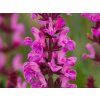 Salvia Rose Marvel (1)