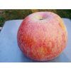 Malus domestica Peasgoodovo (2)